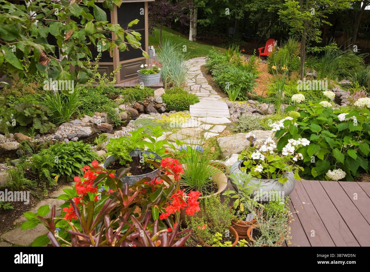 Conteneurs assortis avec Begonias rouge 'Dragon Wing', géraniums blancs et herbes fraîches sur terrasse en bois surélevée plus belvédère et chemin de dalles. Banque D'Images