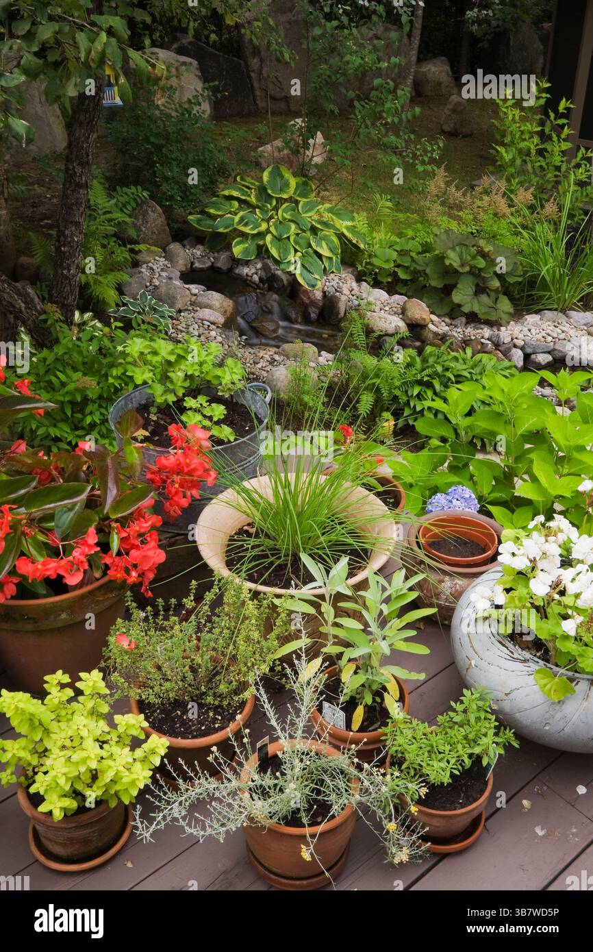 Assortiment de contenants de bégonia rouge 'Dragon Wing', géranium blanc et herbes fraîches, origan, sauge, curry, thym, ciboulette, salée sur terrasse en bois Banque D'Images