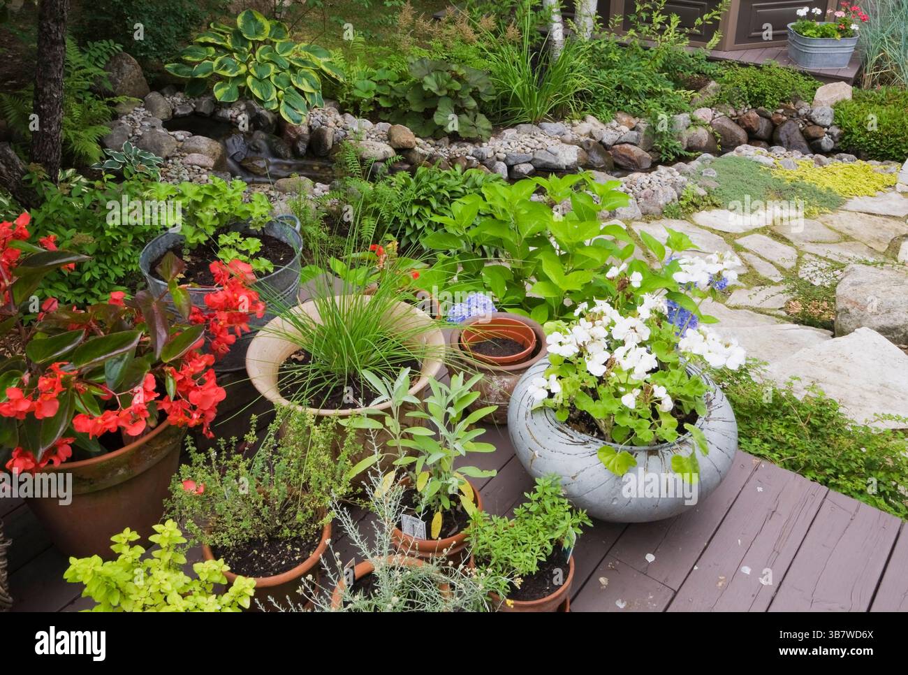 Récipients assortis avec bégonia rouge 'Dragon Wing', fleurs blanches de géranium et herbes fraîches, origan, sauge, curry, thym, ciboulette, salée sur tapette en bois Banque D'Images