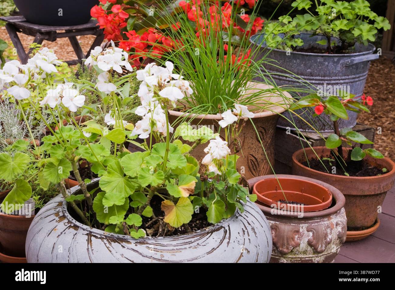 Gros plan de conteneurs avec des fleurs de Géranium blanc et de Begonia 'Dragon Wing' rouge sur une terrasse en bois surélevée dans le jardin de l'arrière-cour en été. Banque D'Images