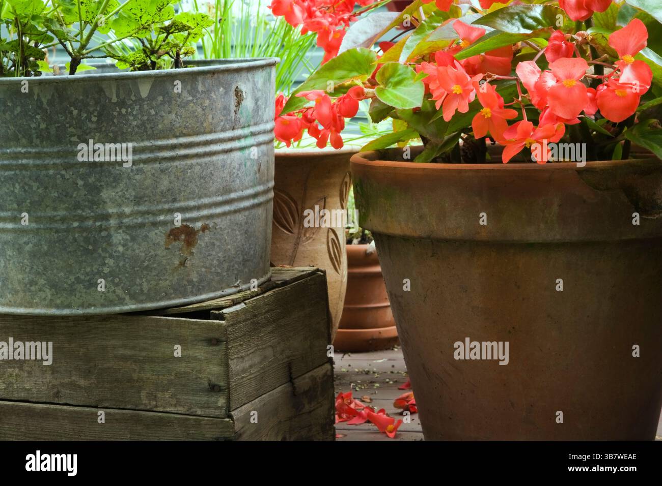 Gros plan de Begonia rouge 'Dragon Wing' dans un pot de fleurs en terre cuite dans le jardin de l'arrière-cour en été. Banque D'Images