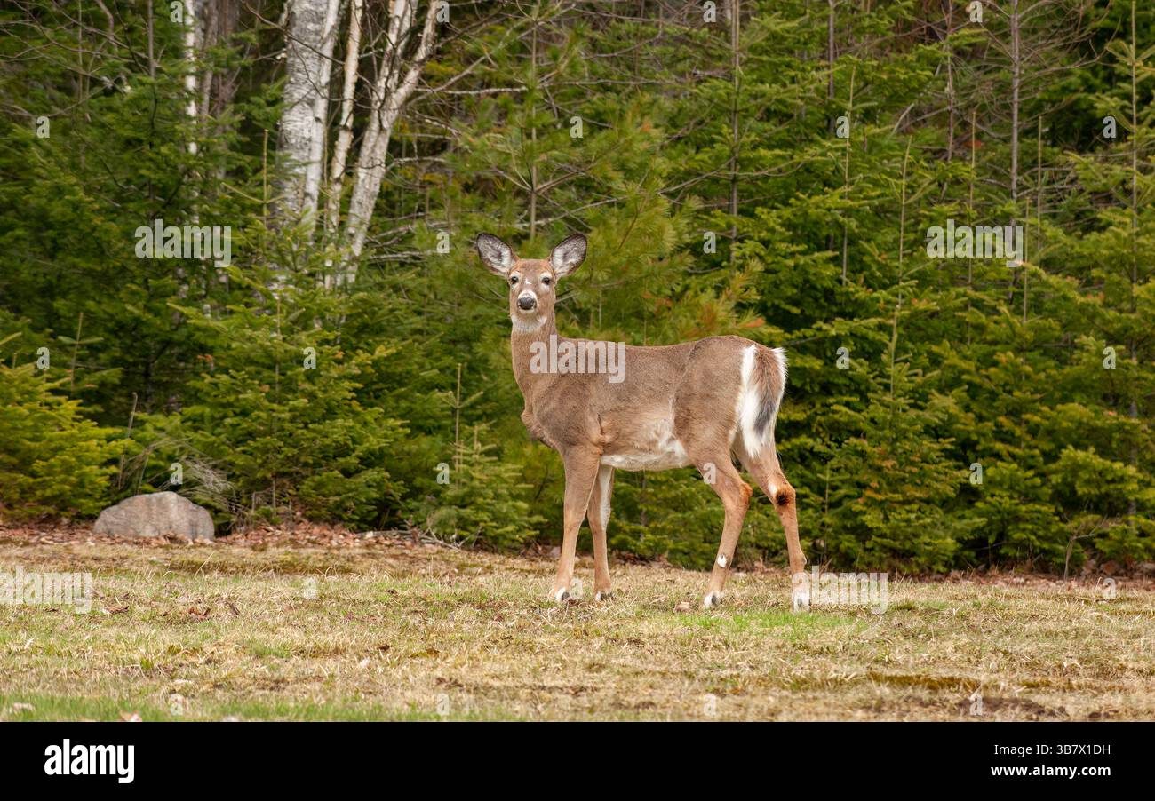 Cerf de Virginie (Odocoileus virginianus) debout à la lisière des bois de conifères à Bloomingdale, New York, États-Unis. Région des Adirondack, début du printemps. Banque D'Images