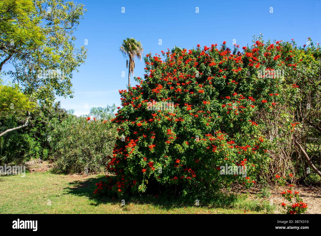 Cape Honeysuckle, Tecomaria capensis, buisson en pleine fleur par une journée ensoleillée contre un ciel bleu Banque D'Images
