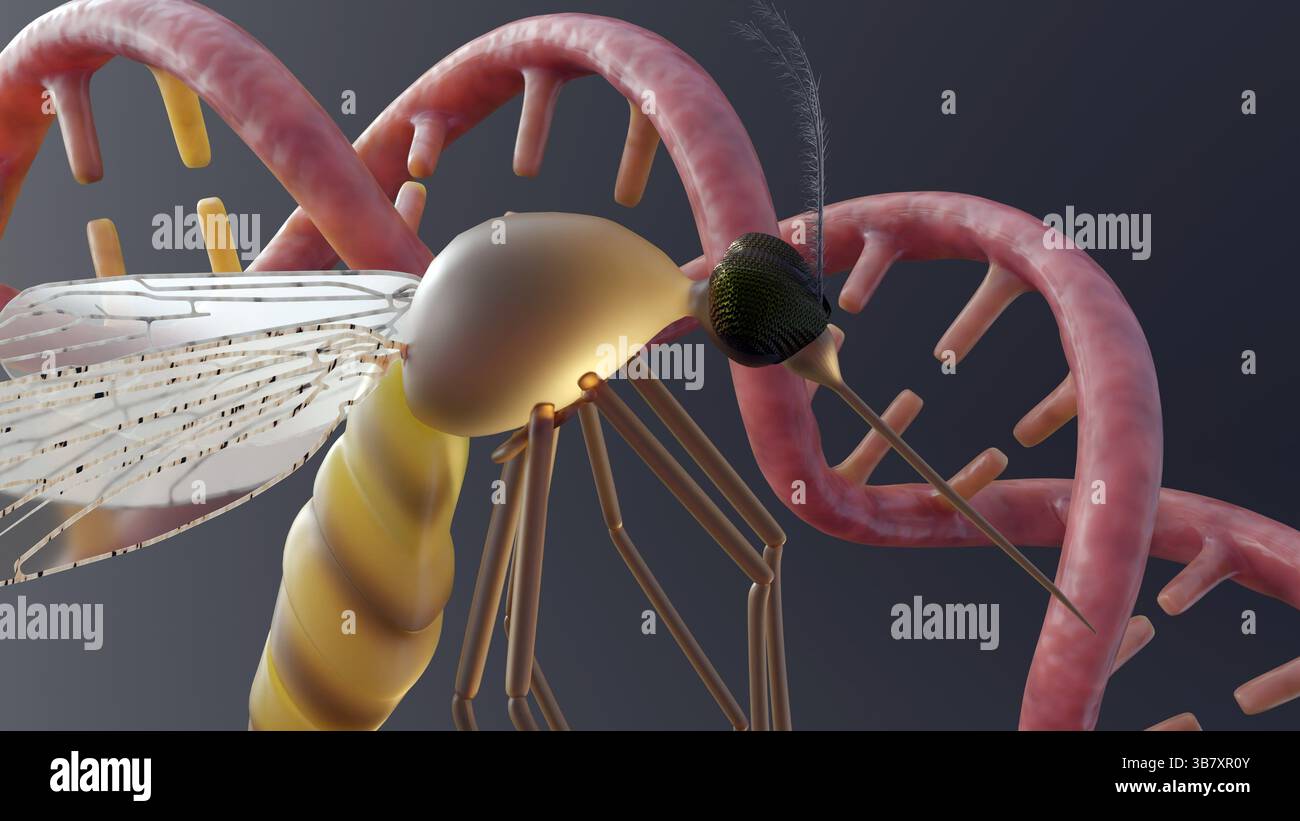 Un rendu 3d des anophèles et de l'hélice d'ADN. L'impact de l'information génétique liée aux maladies qu'elle porte ou aux modifications génétiques. Banque D'Images