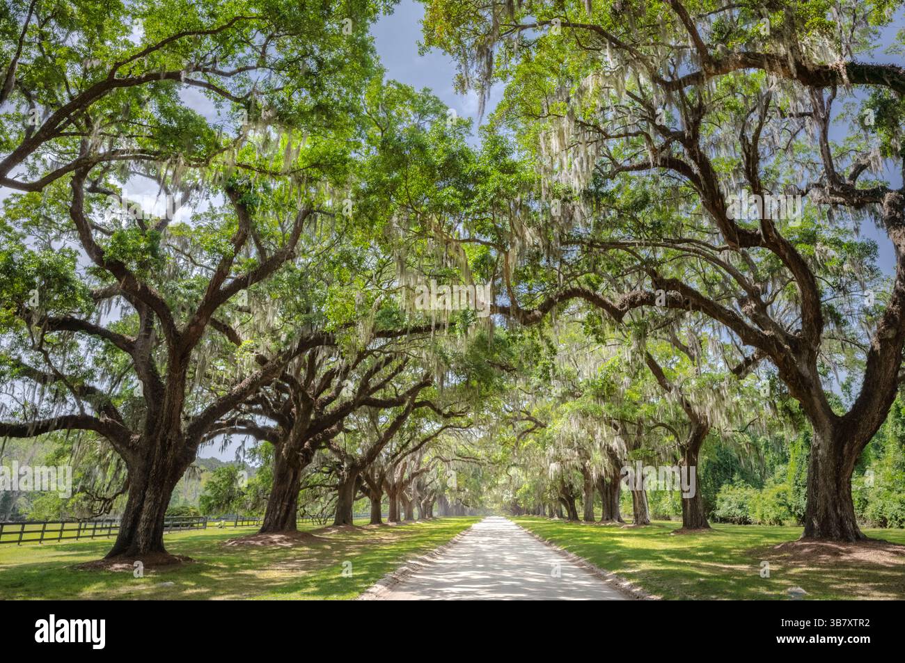 BOONE HALL PLANTATION & JARDIN (1681) MOUNT PLEASANT SOUTH CAROLINA USA Banque D'Images