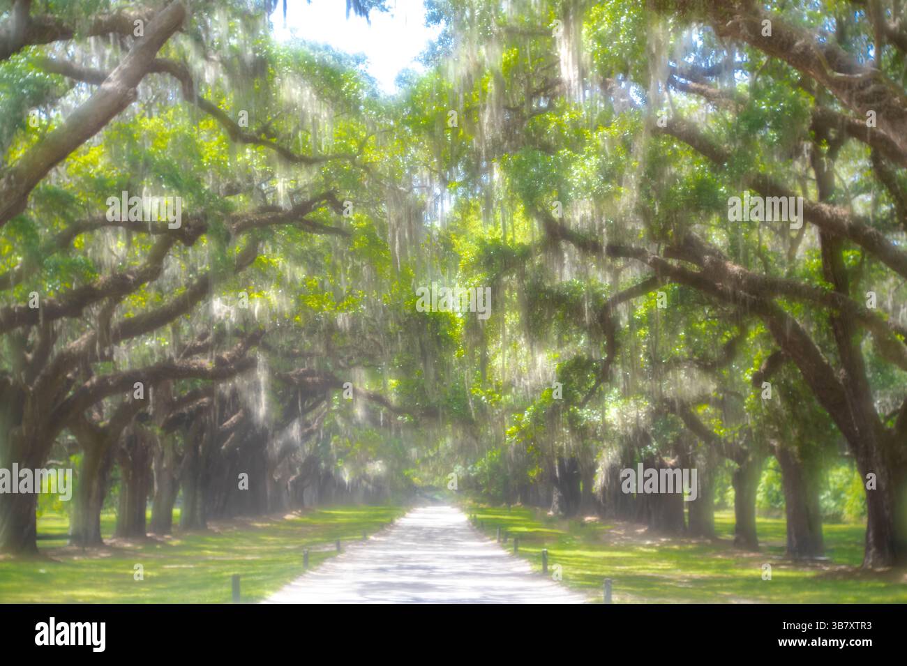 BOONE HALL PLANTATION & JARDIN (1681) MOUNT PLEASANT SOUTH CAROLINA USA Banque D'Images