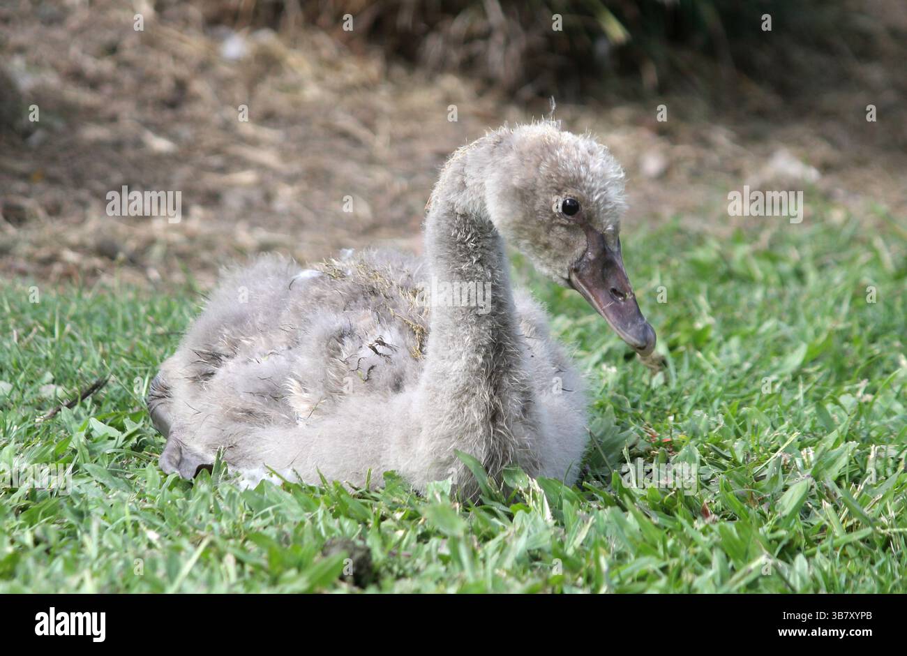 Bébé cygnet cygnet noir assis sur l'herbe Banque D'Images