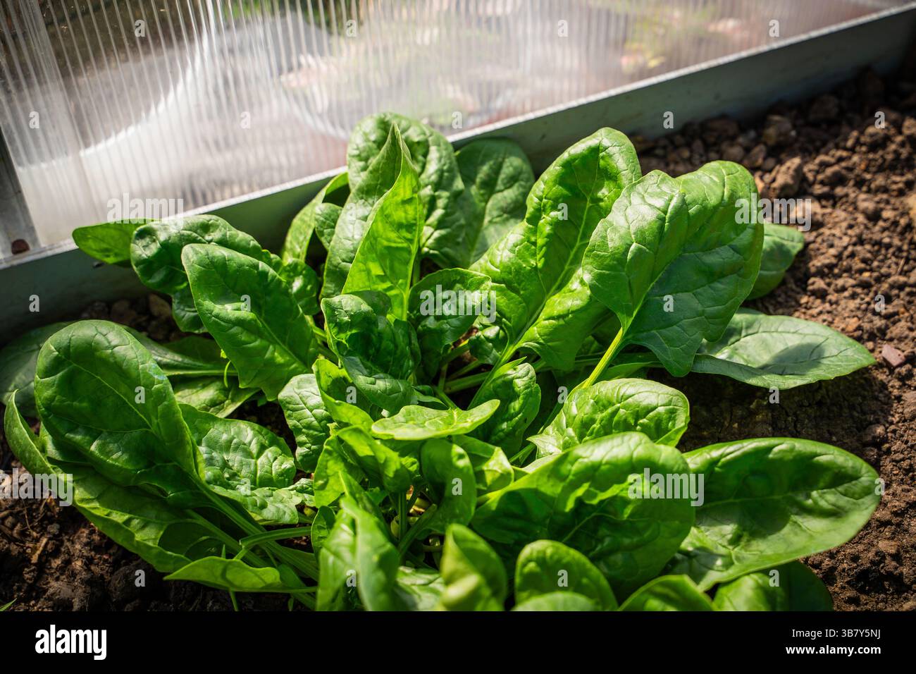 Épinards poussant sur un lit dans une serre gros plan. Grandes feuilles d'épinards en croissance au coucher du soleil. Banque D'Images
