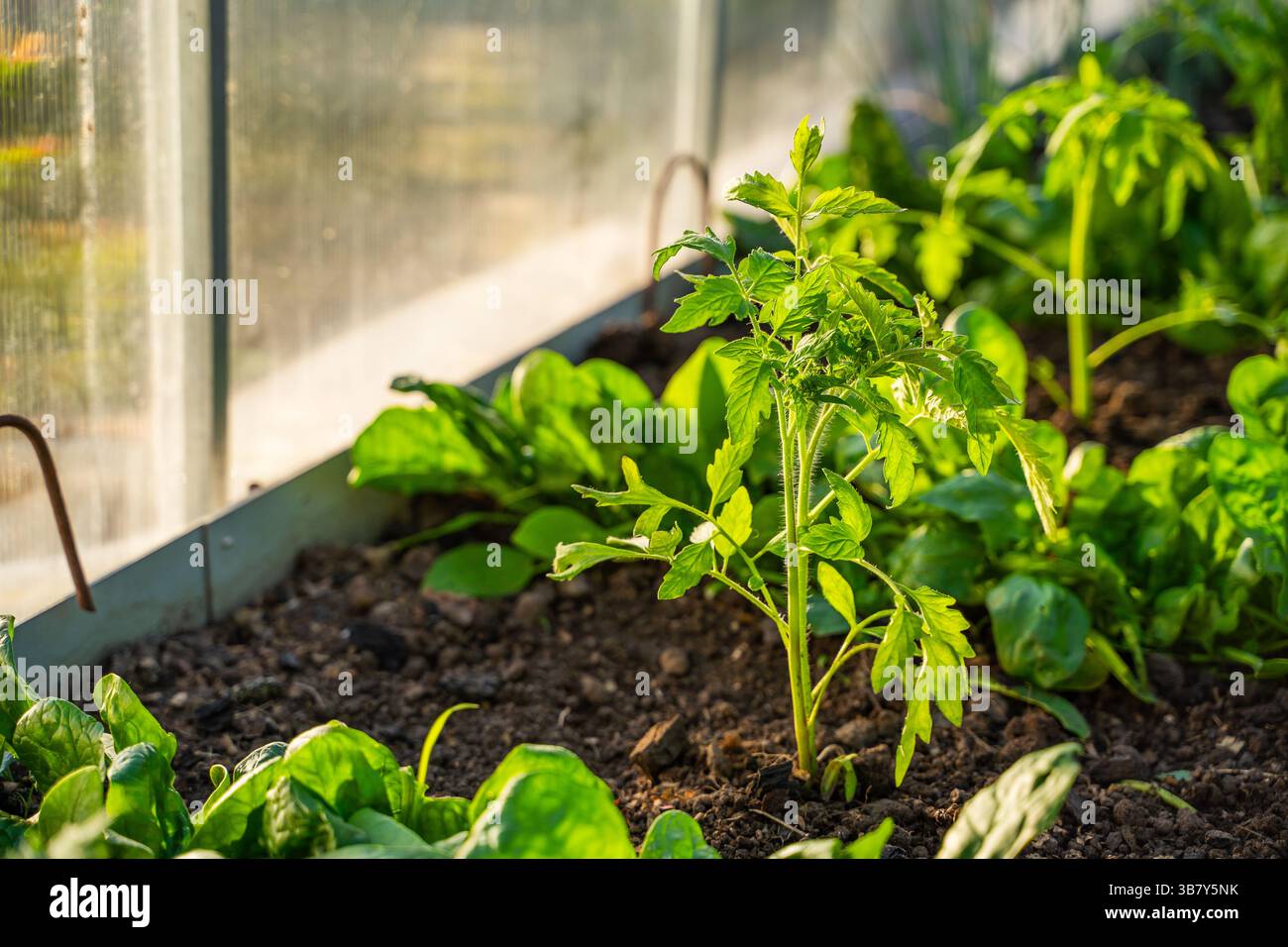 Jeune semis de tomates poussant sur un lit de serre au coucher du soleil en gros plan. Semis plantés. Banque D'Images