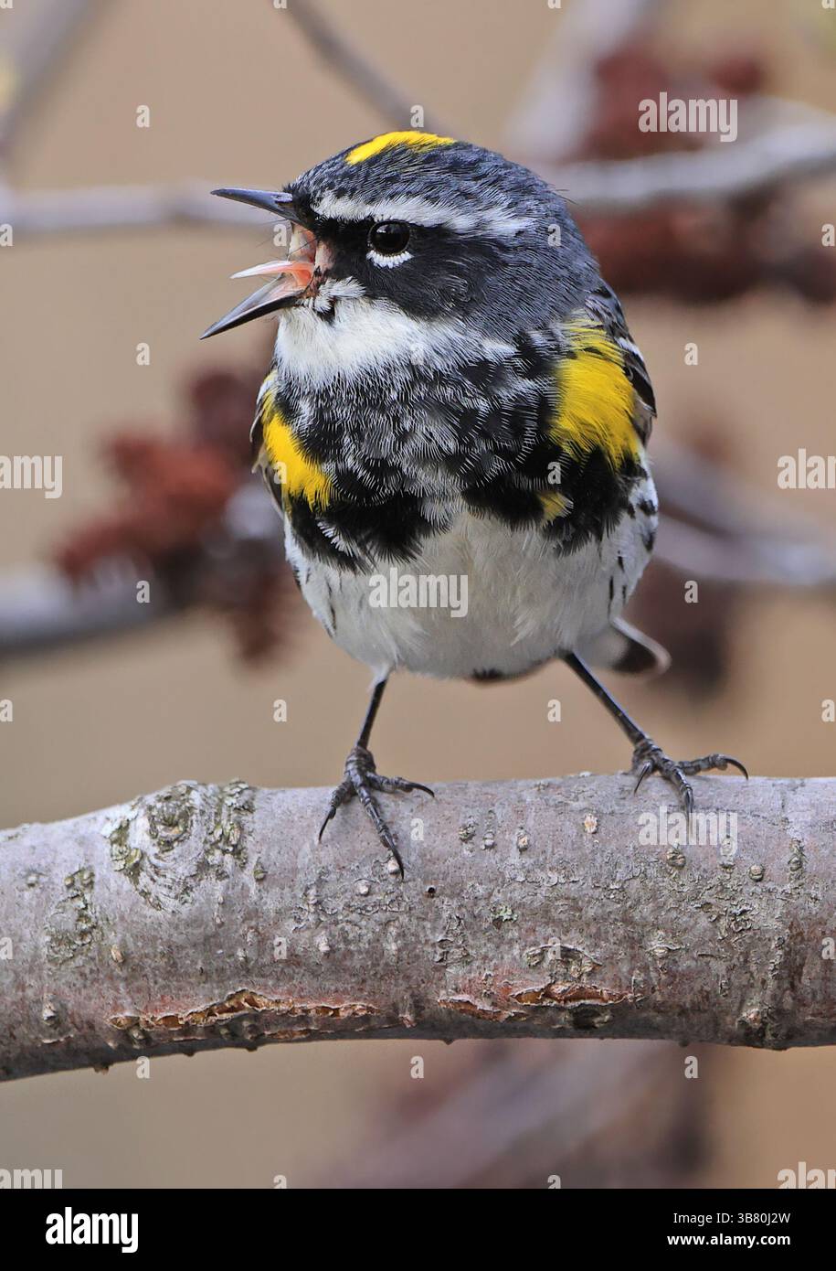 Paruline jaune grondée perchée sur un arbre ramifié, Canada Banque D'Images