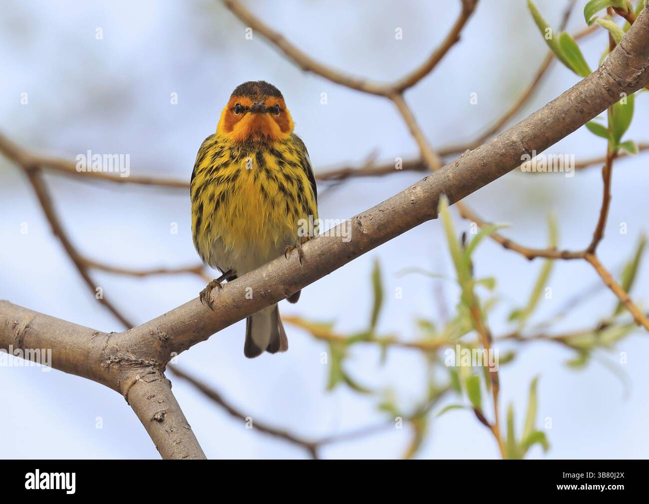 Warbler du Cap May perchée sur un arbre ramifié, Canada Banque D'Images
