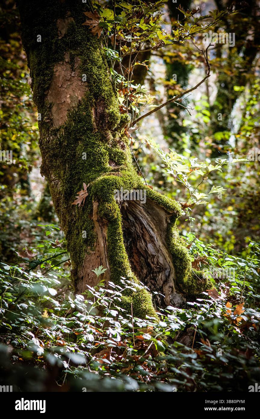Grande cavité sur un arbre dans la forêt de la montagne Pindos, Zagorohoria, Épire, Grèce Banque D'Images
