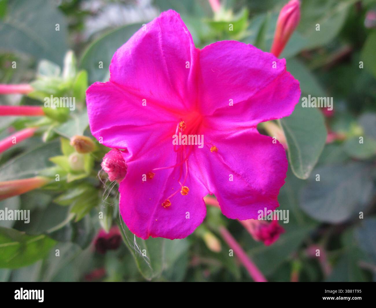 Une photo macro met en valeur une fleur de quatre heures aux couleurs vives, ses pétales rose foncé encadrant de délicates étamines orange, le tout sur un bok doux et naturel Banque D'Images