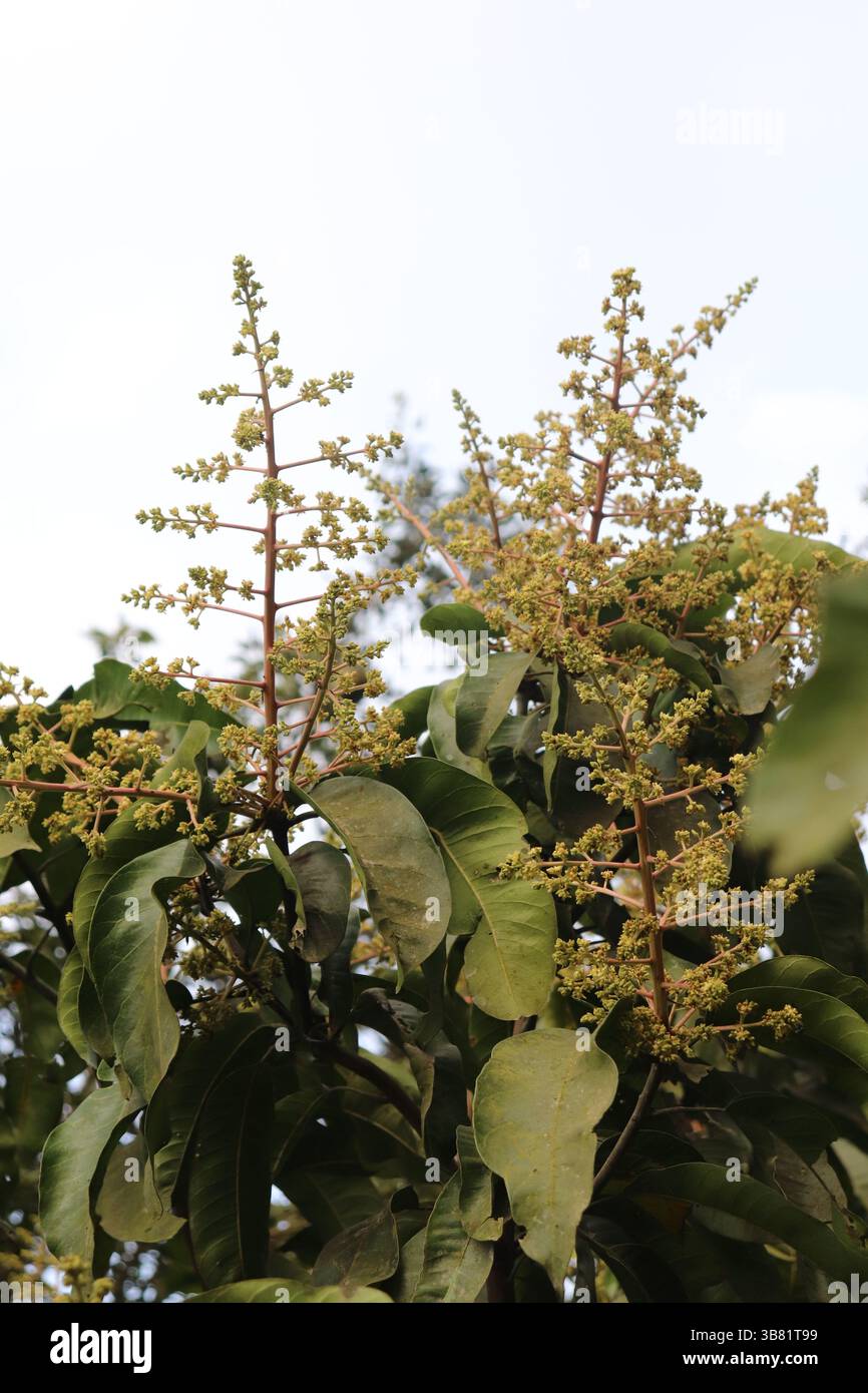 La photographie se concentre sur une branche avec une nouvelle croissance de fleurs de mangue en grappes et des feuilles vertes luxuriantes, créant une vue invitante du printemps de la nature Banque D'Images