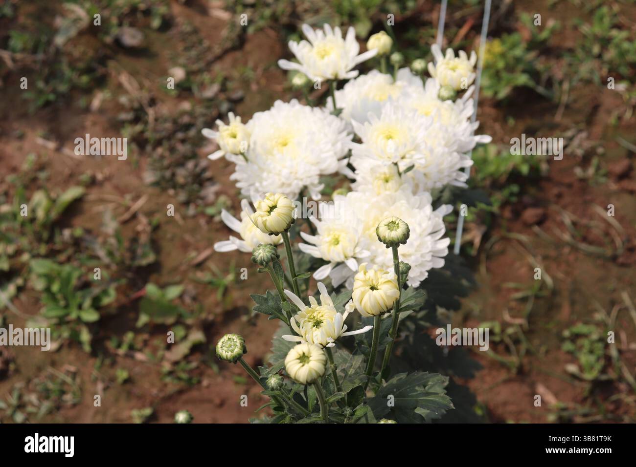 Capture une vue intime de divers chrysanthèmes blancs en pleine floraison, mêlés à des bourgeons jaunes en développement, soulignant leur beauté texturale Banque D'Images