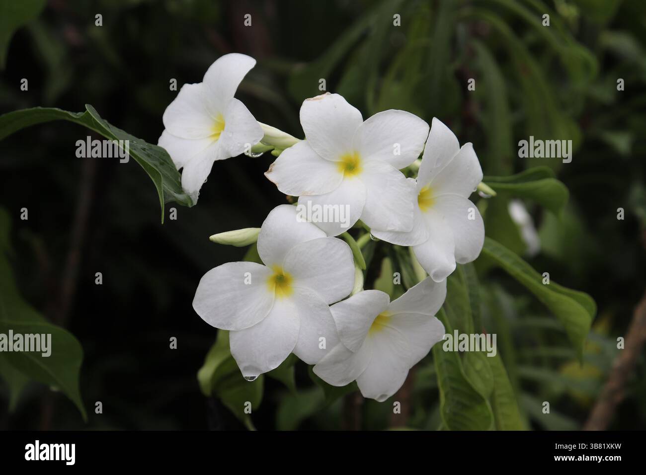 Pristine Close-Up présente plusieurs fleurs de plumeria blanches aux centres jaunes vibrants, affichant collectivement une beauté botanique captivante au milieu Banque D'Images