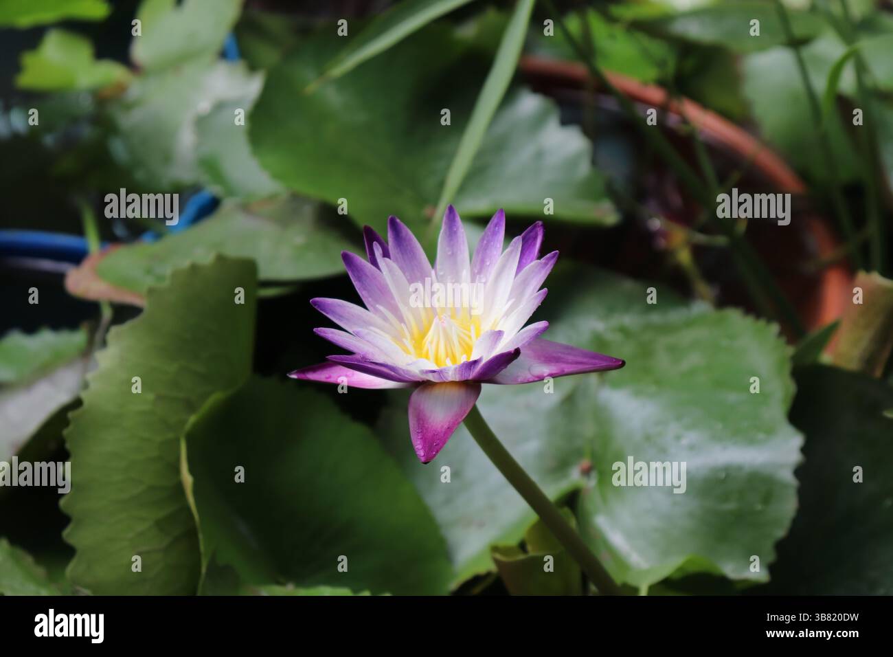 Gros plan capture les détails exquis d'une fleur de nénuphar avec des pétales à pointe violette et un centre jaune vif. La fleur se démarque contre le Banque D'Images