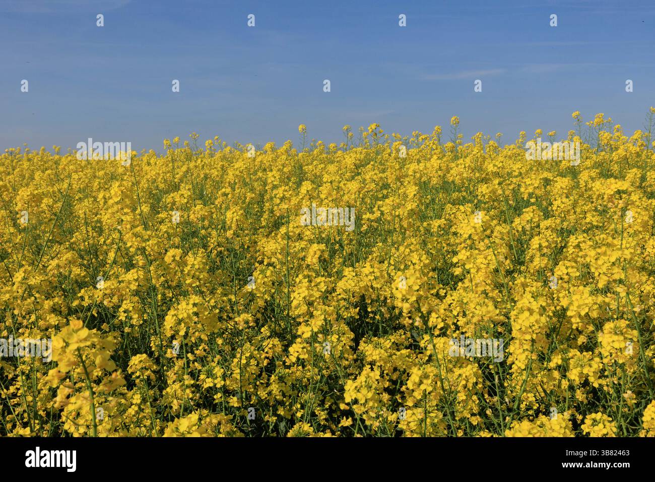 28 avril 2025 floraison de colza oléagineux Banque D'Images