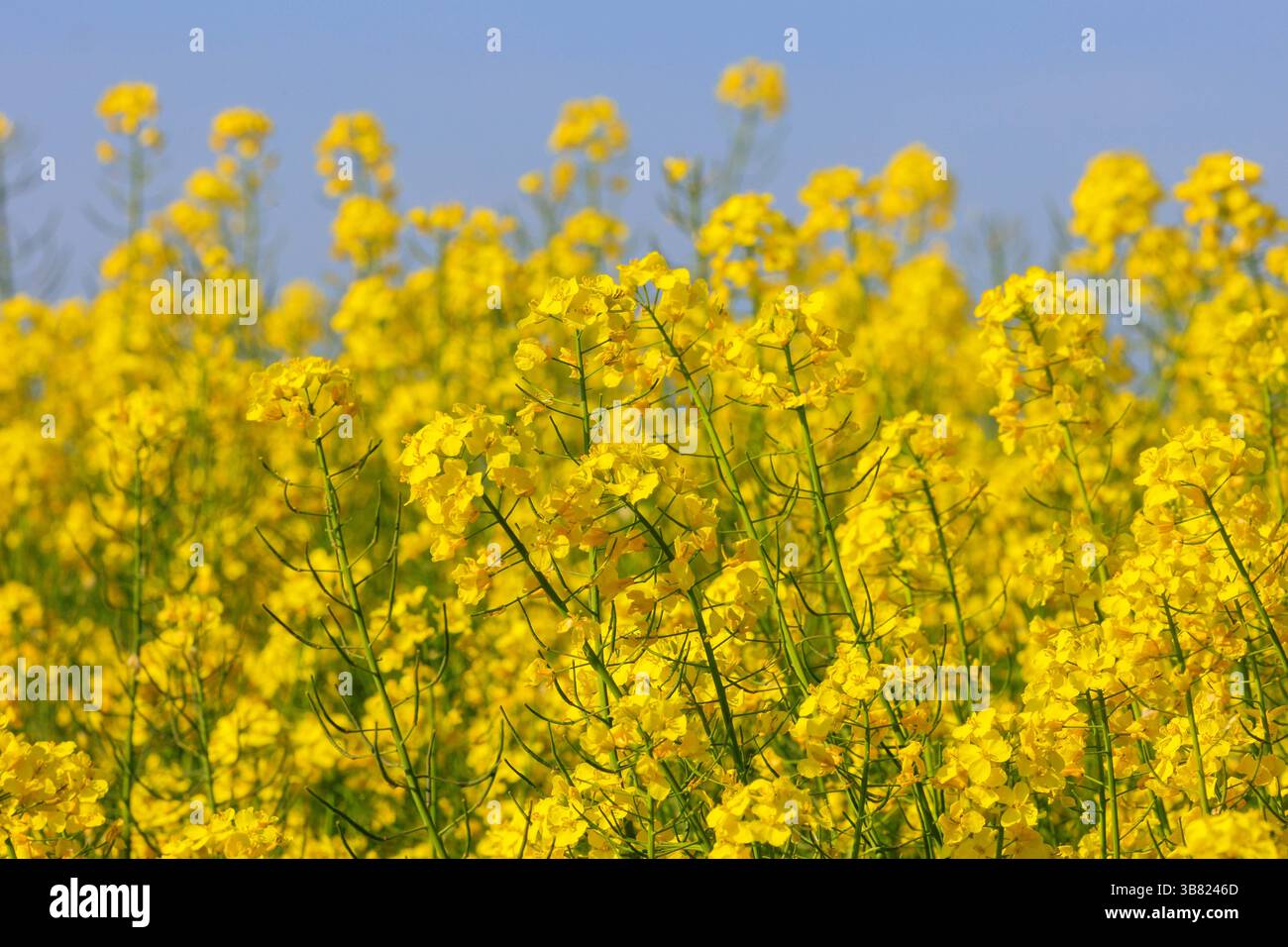 28 avril 2025 floraison de colza oléagineux Banque D'Images