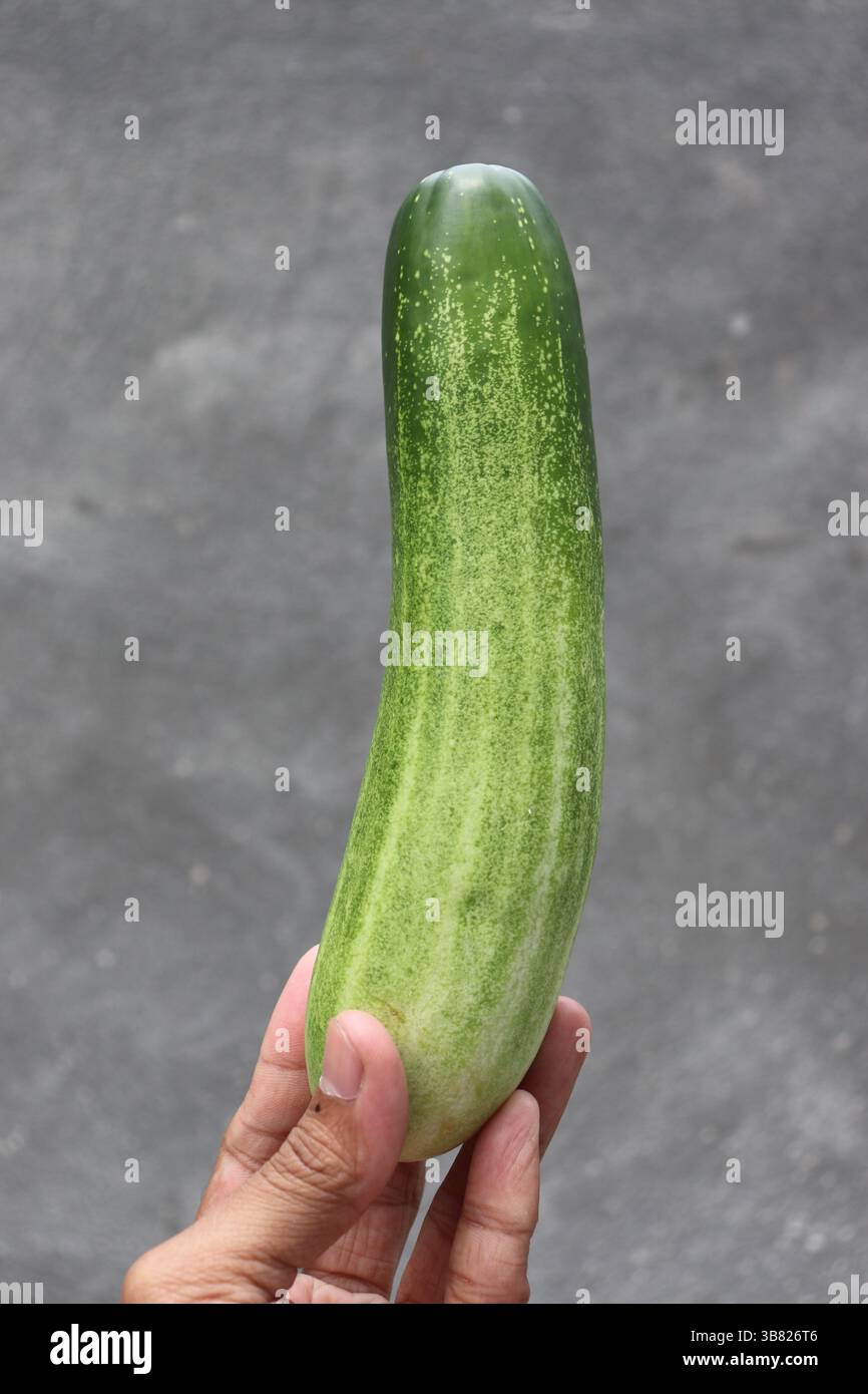 Une main au teint bronzé tient un concombre vert éclatant. L'image est placée sur un fond gris texturé, fournissant une toile de fond neutre qui Banque D'Images