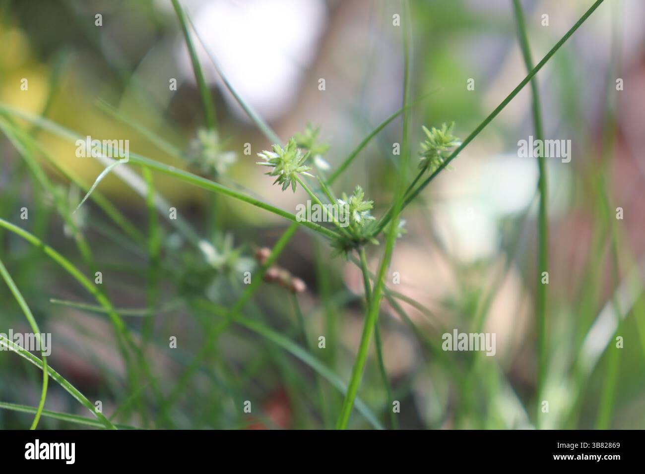 La vue rapprochée capture la beauté des têtes de grèves vertes qui germent. Les détails fins montrent la texture naturelle et la couleur vibrante comme il prospère dans le soleil de prairie Banque D'Images