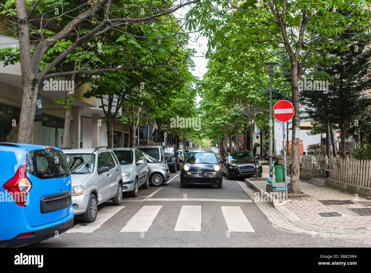 Voitures garées en ligne sur le bord de la route. Arbres verts dans la rue de la ville avec des voitures familiales garées. Voitures garées sous des arbres verts le long du bord de la route dans un Banque D'Images