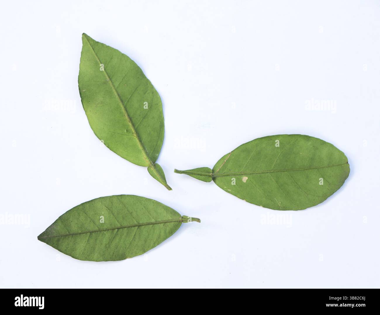 Le cliché studio top down présente trois feuilles de citron vert Kaffir, soigneusement positionnées sur un fond blanc propre. La forme bi-lobée distincte et gre vibrant Banque D'Images