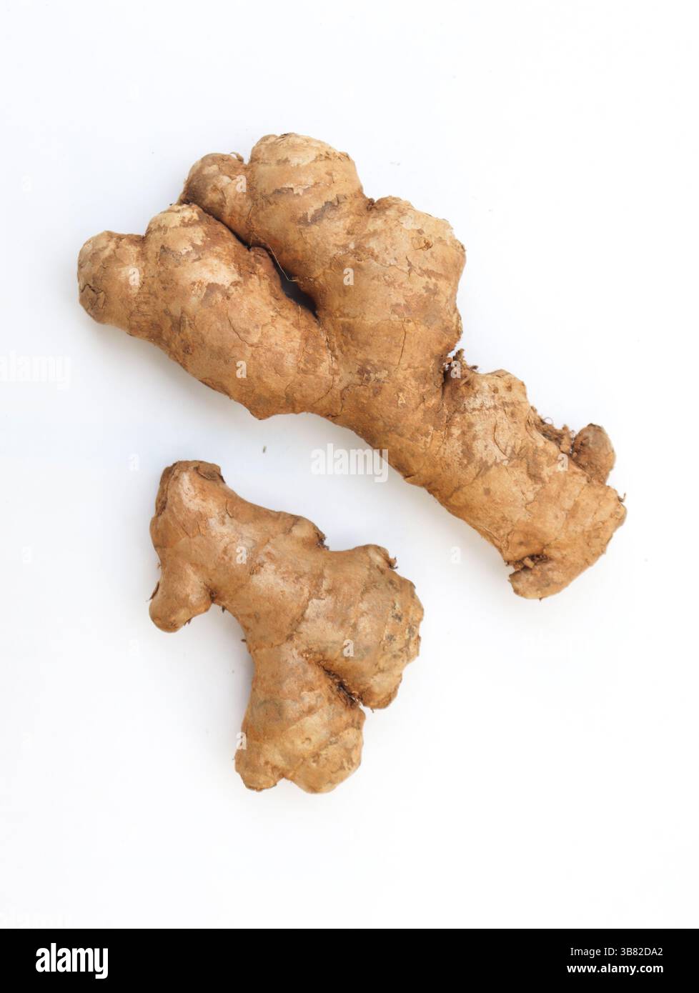 Affichage de deux racines de gingembre fraîches sur un fond blanc foncé. La scène capture la texture brute et la couleur terreuse des rhizomes en détail. Banque D'Images