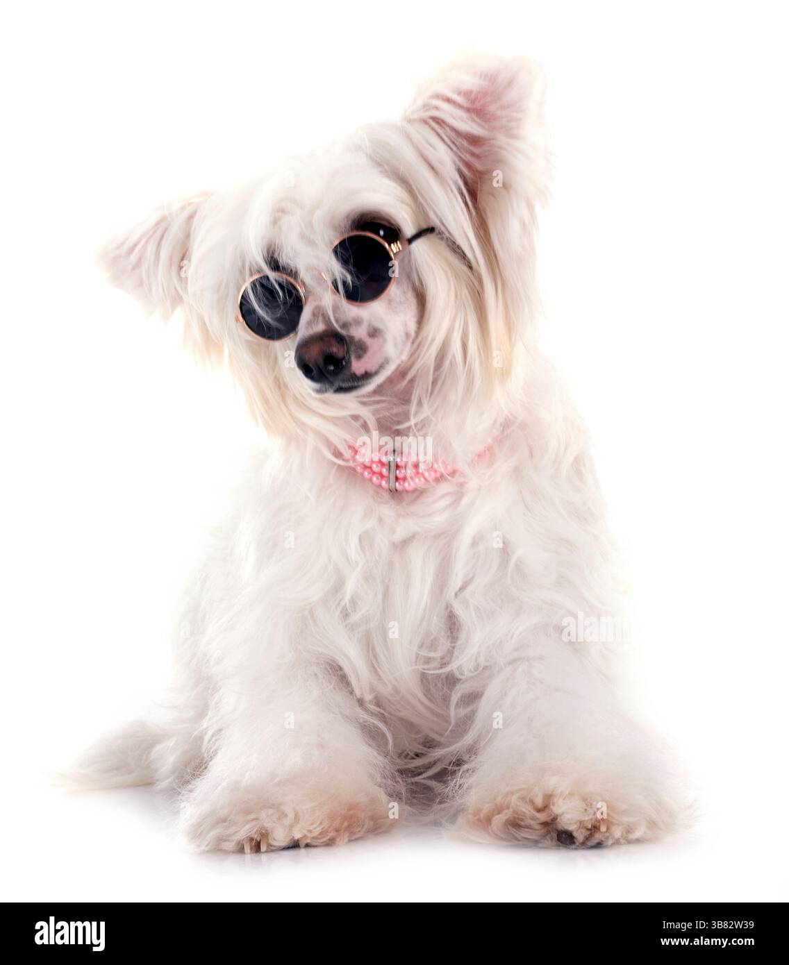 Chien à crête chinoise Powderpuff devant un fond blanc Banque D'Images