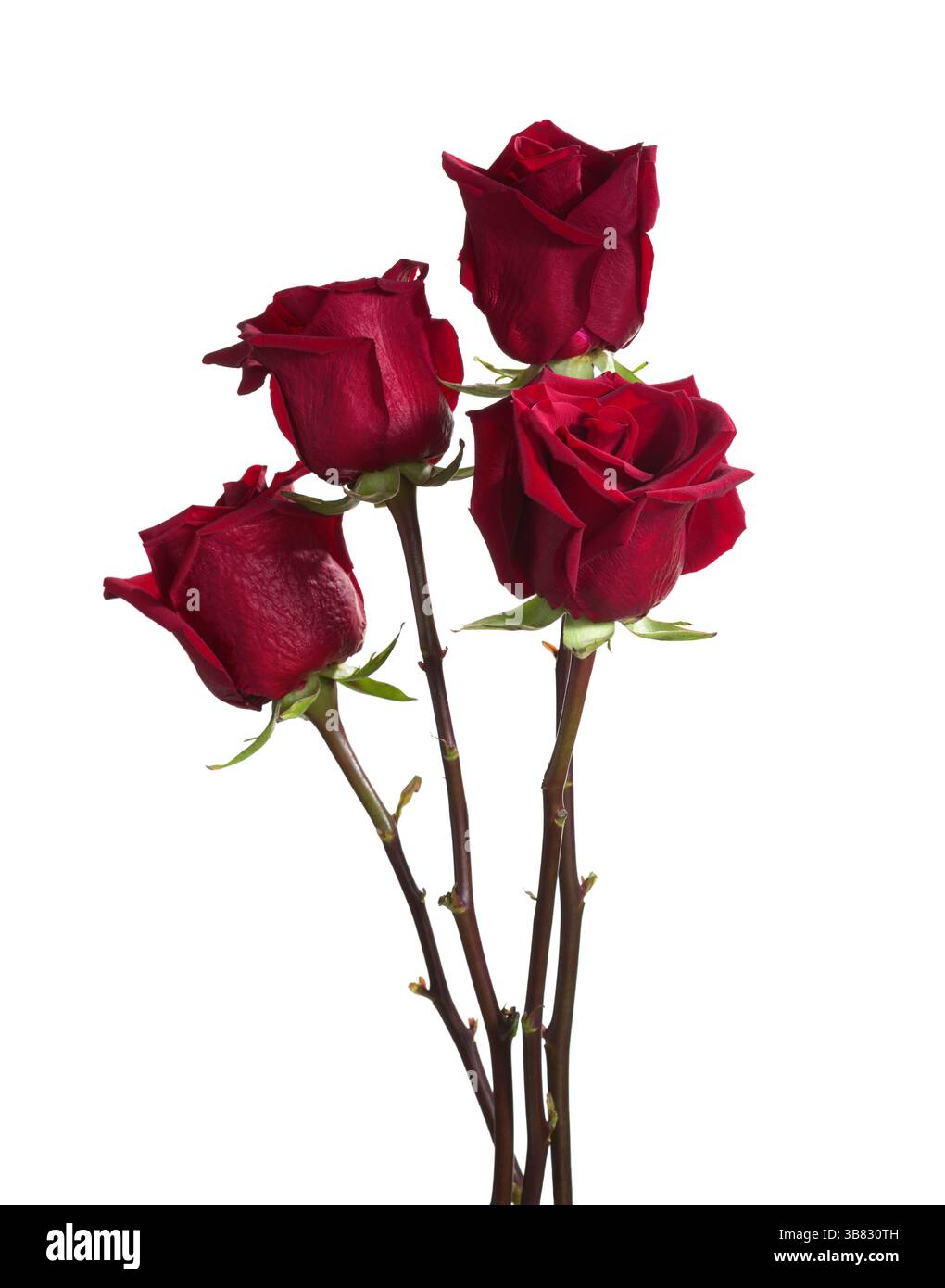 Quatre roses rouge foncé isolées sur fond blanc. Banque D'Images