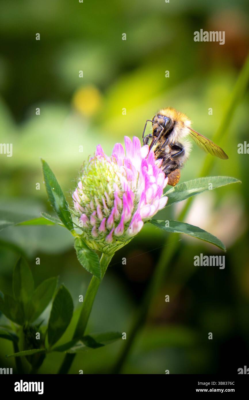 Abeille sur une fleur. Pollinisation en macrophotographie Banque D'Images
