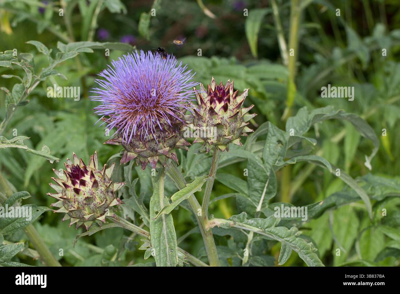 Artischocke, Kardy, Cynara cardunculus, Syn. Cynara scolymus, globe artichaut, cardon, chardon d'artichaut, cardone, cardoni, carduni, cardi Banque D'Images