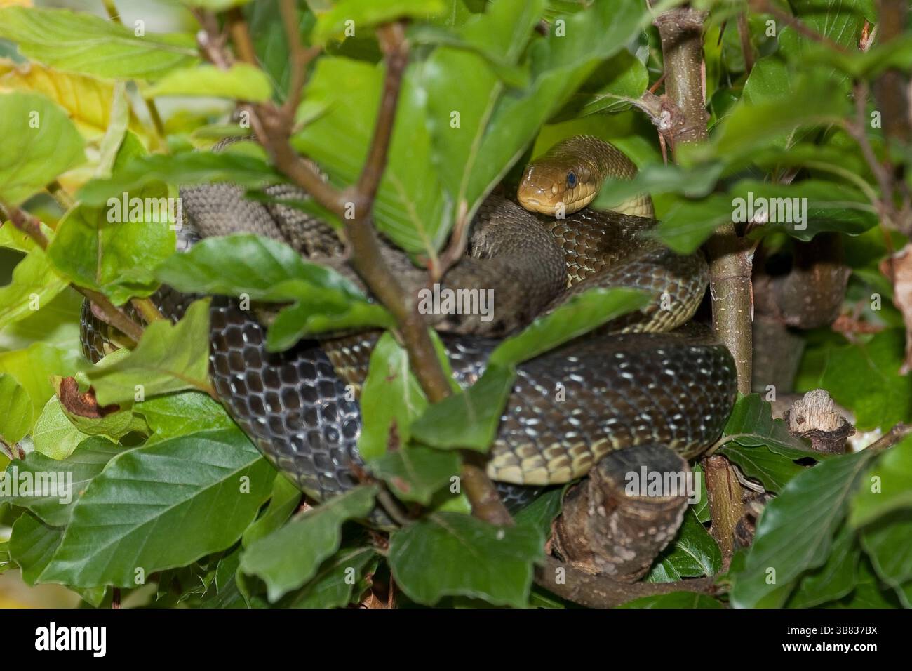 Äskulapnatter, Äskulap-Natter Äskulappnatter, Natter, Zamenis longissimus,, Elaphe longissima, Aesculapian Snake Banque D'Images