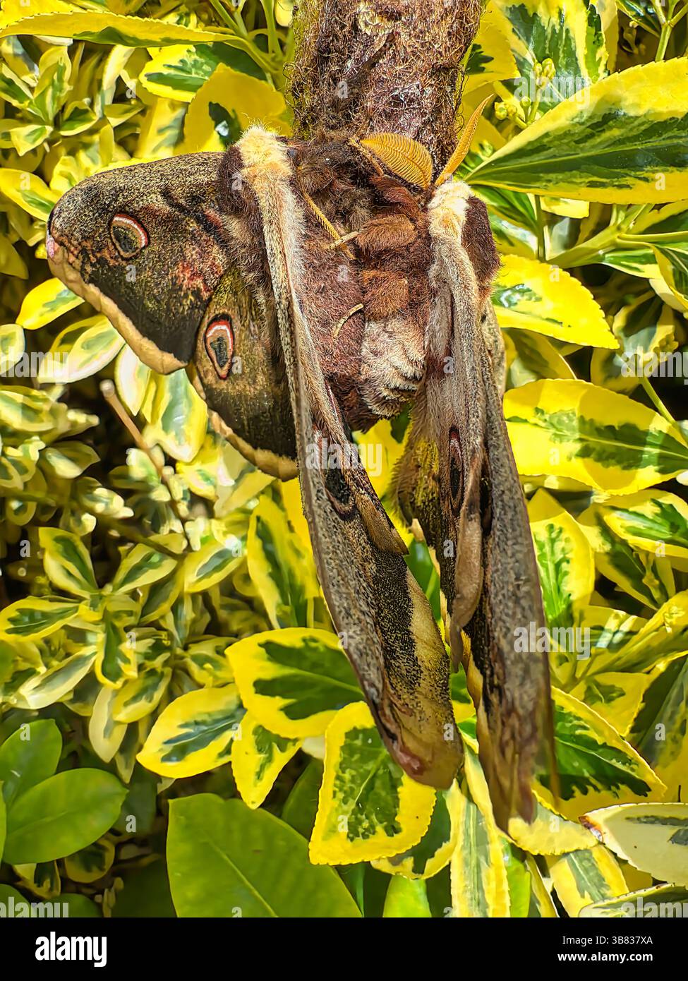 Accouplement de papillons de paon - Image de stock capturée avec un smartphone