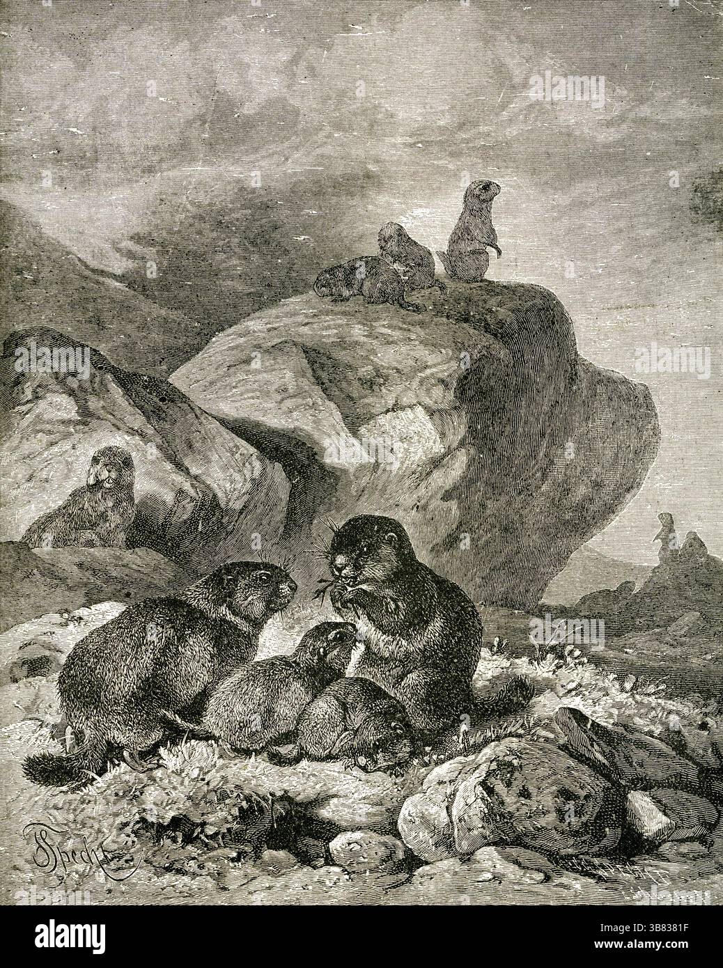 LA MARMOTTE ALPINE ( Arctomys marmota ) - marmottes alpines sur Rocky Meadow en gravure vintage Banque D'Images