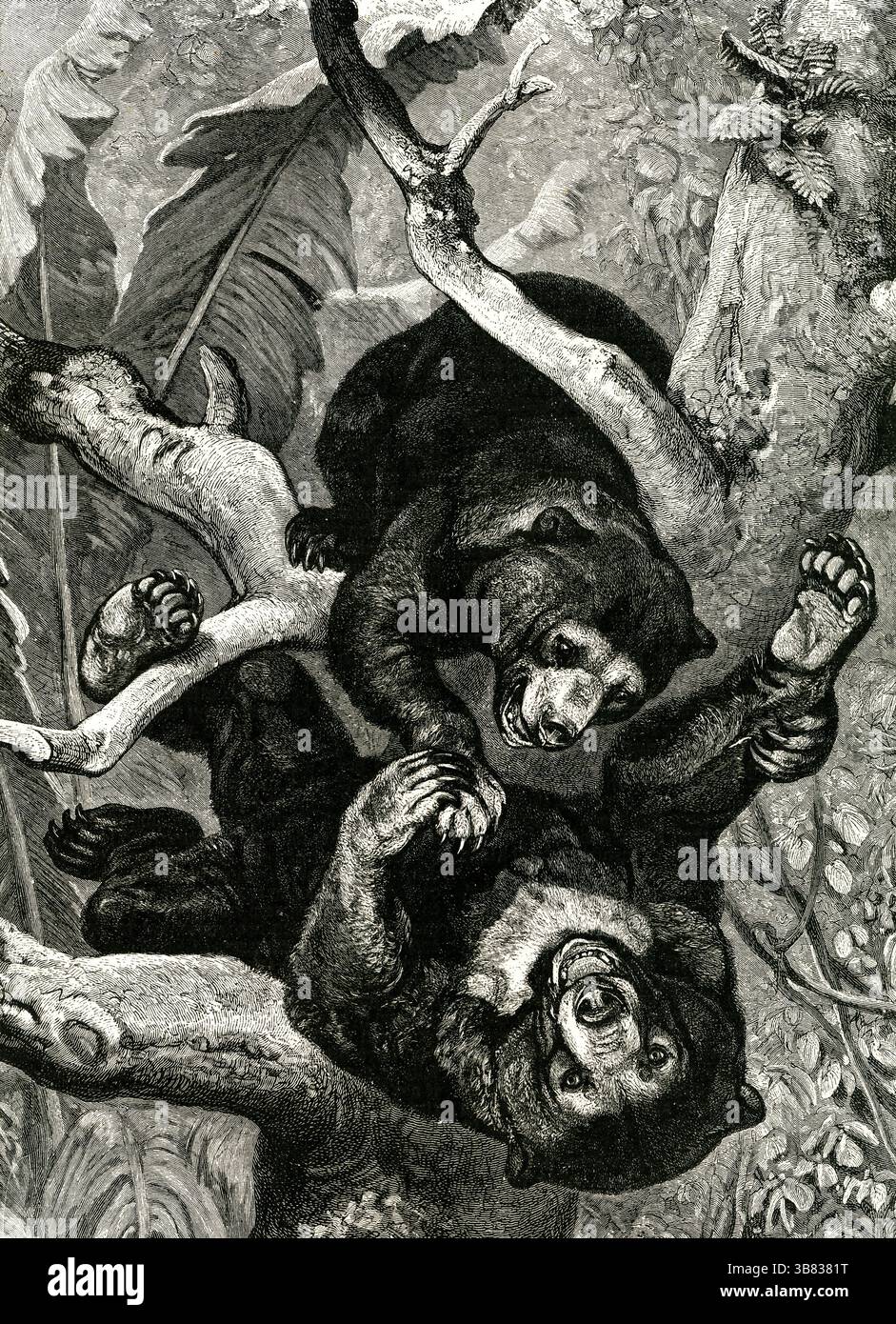 L'OURS MALAIS ( Ursus malayanus ) - ours du soleil grimpant aux palmiers en gravure vintage Banque D'Images