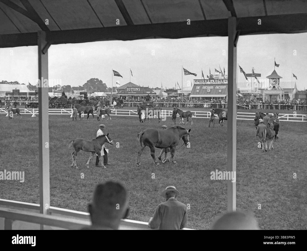 Les chevaux occupent le devant de la scène dans l'arène au Royal Agricultural Show 1934 à Ipswich, Suffolk, Angleterre, Royaume-Uni. Ici, les gens dans les tribunes regardent les animaux. Les stands commerciaux en arrière-plan comprennent ceux de Sutton’s Seeds and Chivers. Le Royal Agricultural Show (RAS) a lieu chaque année dans un lieu différent à travers l'Angleterre, et du 3 au 7 juillet 1934, Chantry Park, à Ipswich, a accueilli l'événement. Le salon a été un grand succès avec les entreprises qui avaient pris de la place sur le salon (il y avait près d'un millier de stands commerciaux) - une photographie vintage des années 1930. Banque D'Images Les chevaux occupent le devant de la scène dans l'arène au Royal Agricultural Show 1934 à Ipswich, Suffolk, Angleterre, Royaume-Uni. Ici, les gens dans les tribunes regardent les animaux. Les stands commerciaux en arrière-plan comprennent ceux de Sutton’s Seeds and Chivers. Le Royal Agricultural Show (RAS) a lieu chaque année dans un lieu différent à travers l'Angleterre, et du 3 au 7 juillet 1934, Chantry Park, à Ipswich, a accueilli l'événement. Le salon a été un grand succès avec les entreprises qui avaient pris de la place sur le salon (il y avait près d'un millier de stands commerciaux) - une photographie vintage des années 1930. Banque D'Images