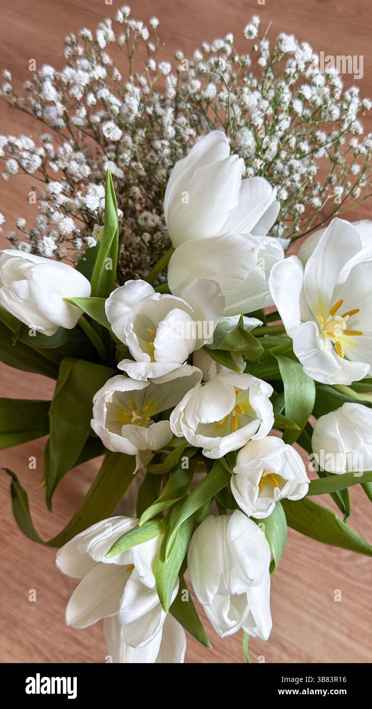 Arrangement élégant de tulipes blanches et le souffle de bébé avec des feuilles vertes luxuriantes sur la surface en bois célébrant la sérénité et la beauté délicate de la nature. Banque D'Images
