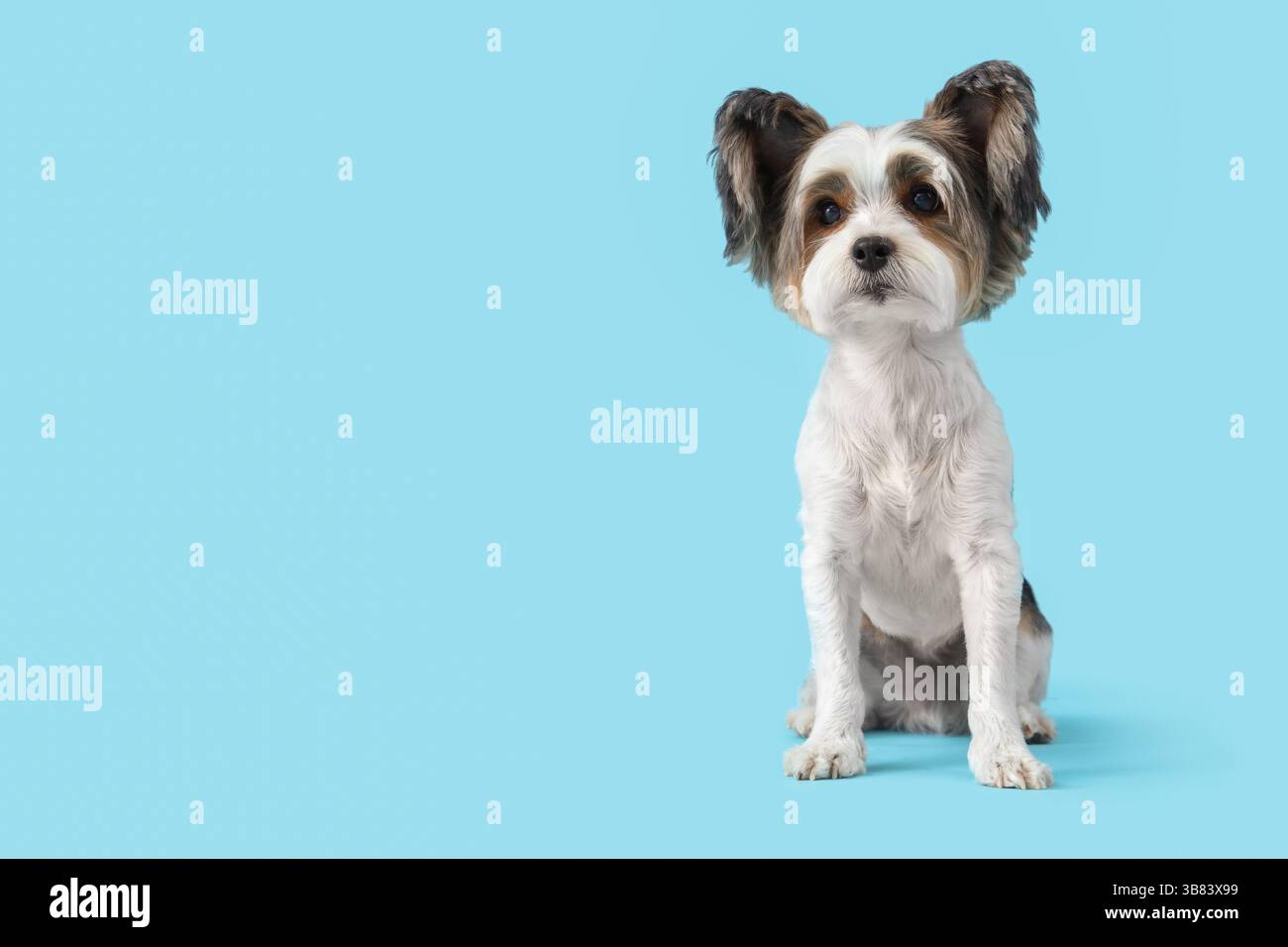 Chien mignon Biewer Terrier assis sur fond bleu Banque D'Images