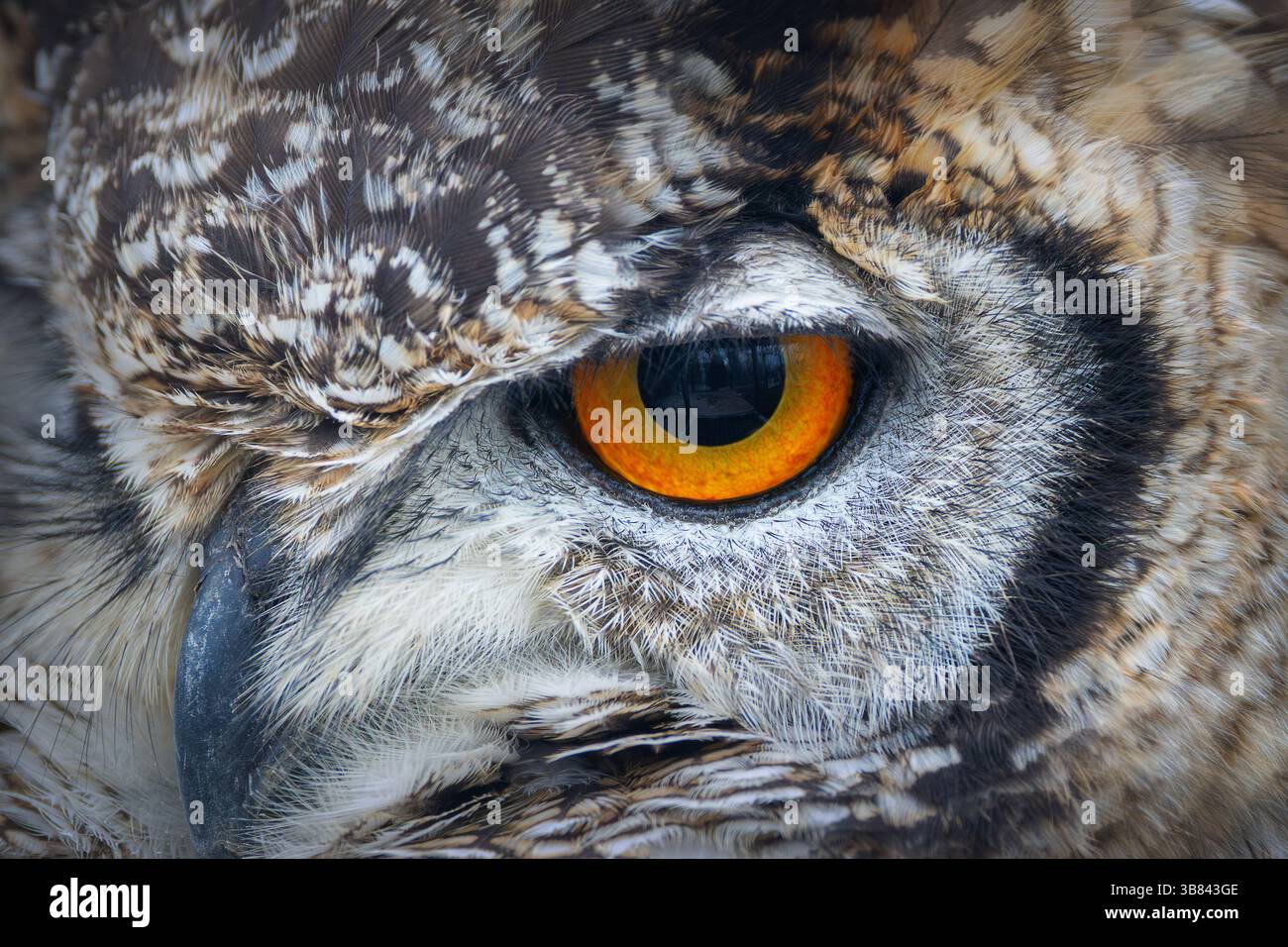 Détail du petit oeil de chouette corné (Bubo magellanicus), gros plan du visage de l'oiseau Banque D'Images