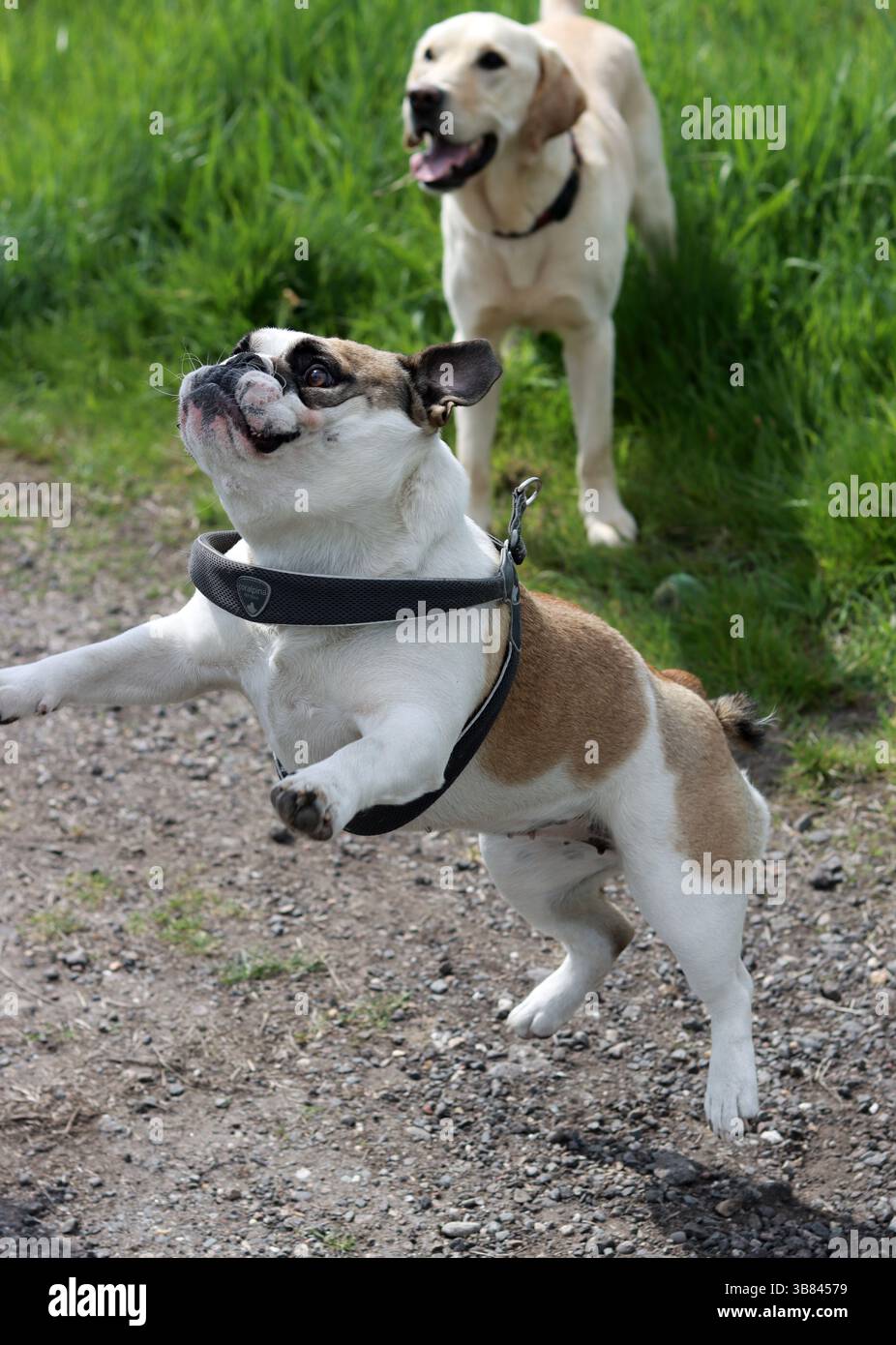 Labrador retriever chien et bouledogue anglais dans le parc par une journée ensoleillée Banque D'Images