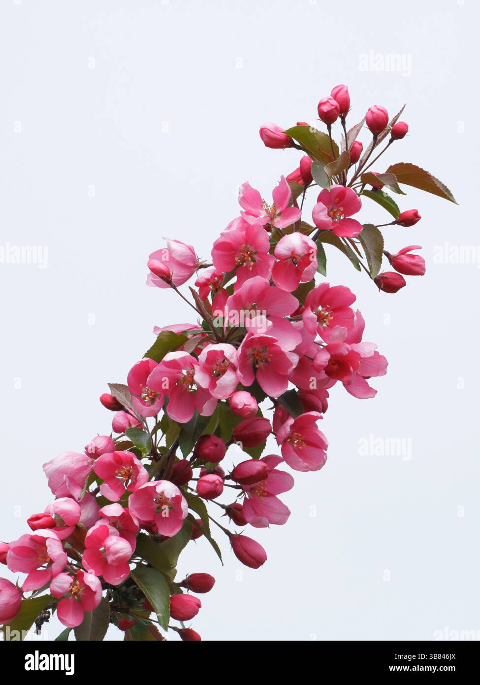 Branche de pommier montrant des fleurs roses fleurissant, sur fond blanc. Banque D'Images