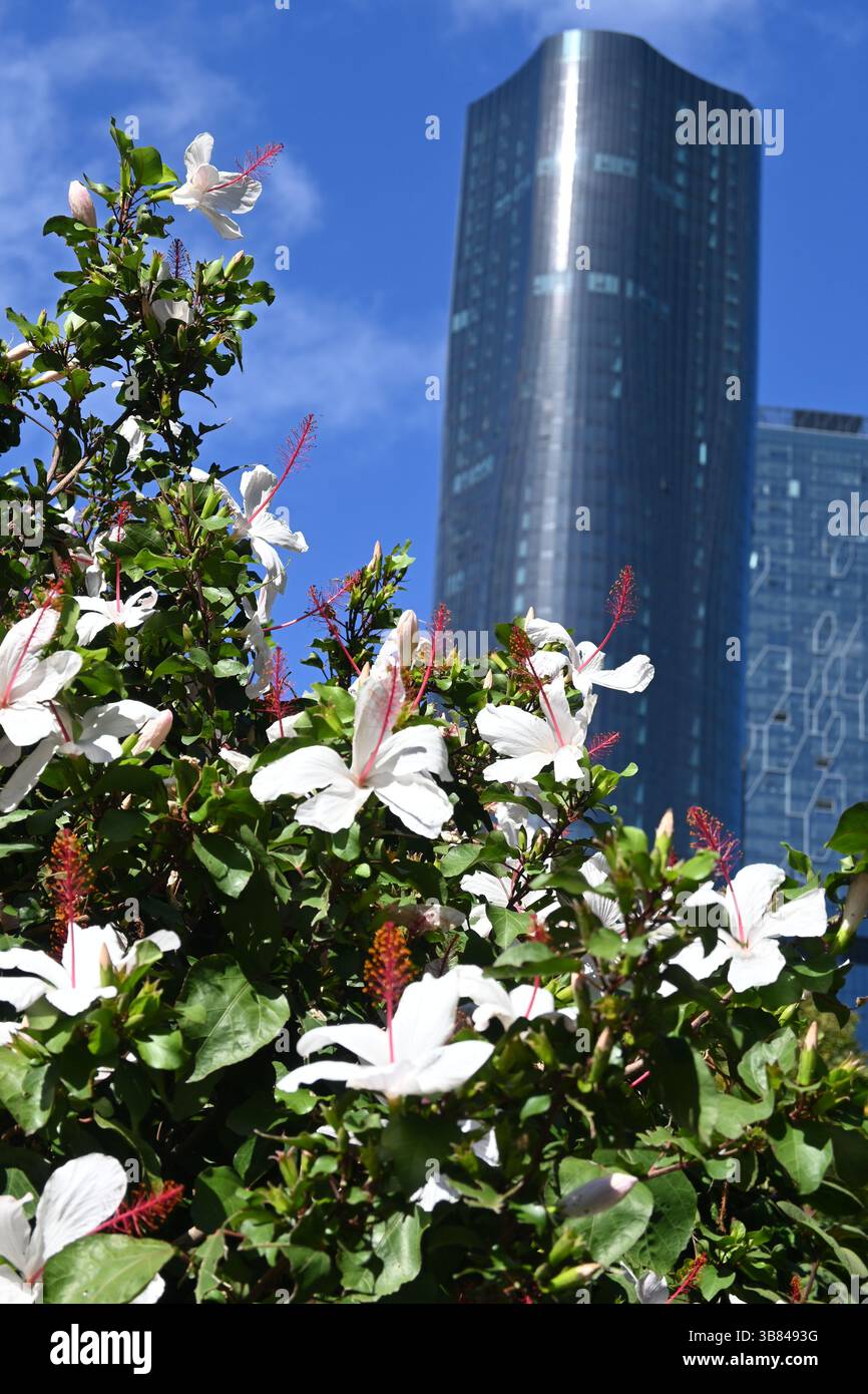 Fleurs d'hibiscus et grands bâtiments à Melbourne Banque D'Images