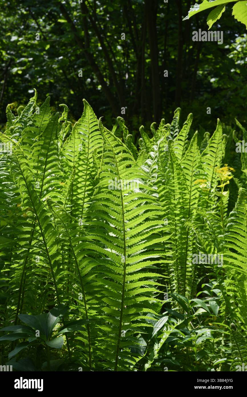 Fougères dans les bois ensoleillés Banque D'Images
