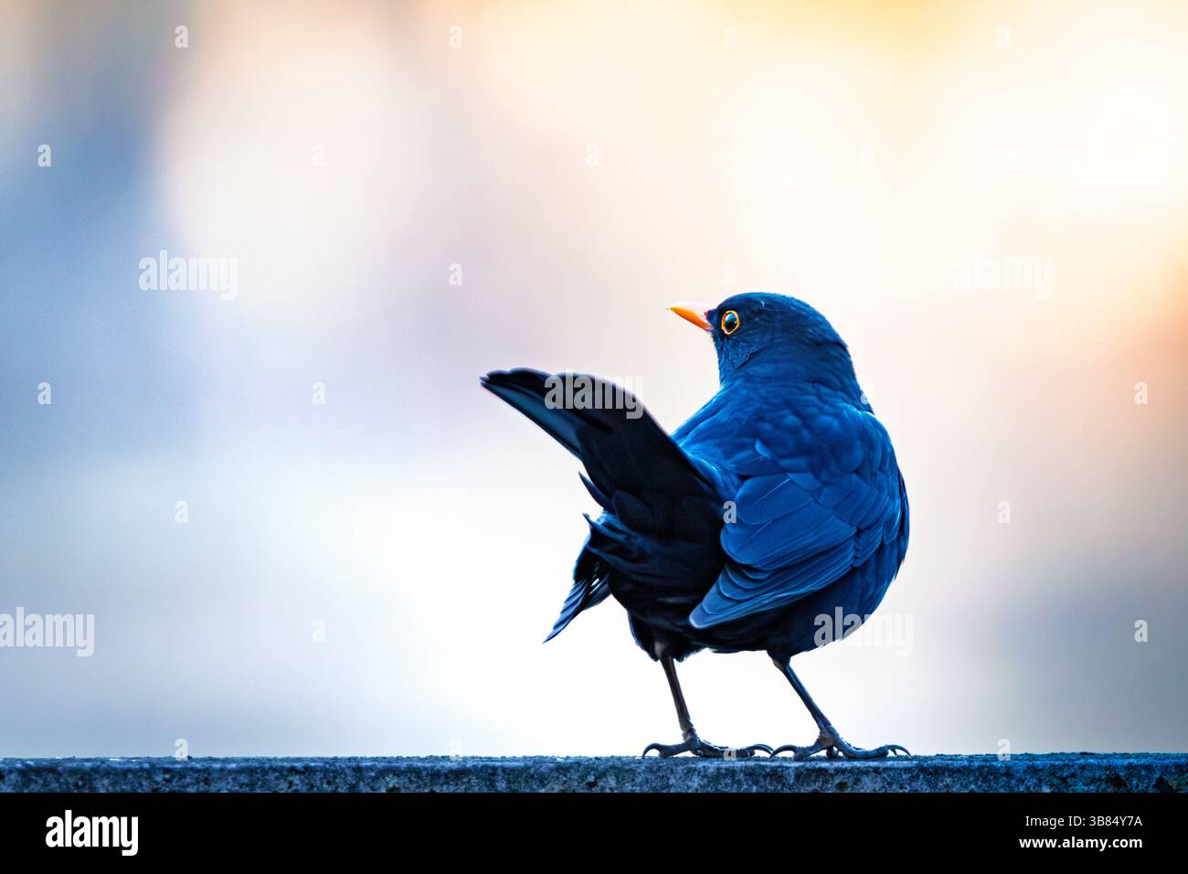 Gros plan d'un gros oiseau noir commun (Turdus merula) reposant sur une surface, présentant ses plumes noires, son bec orange et son anneau jaune frappant. Le s Banque D'Images