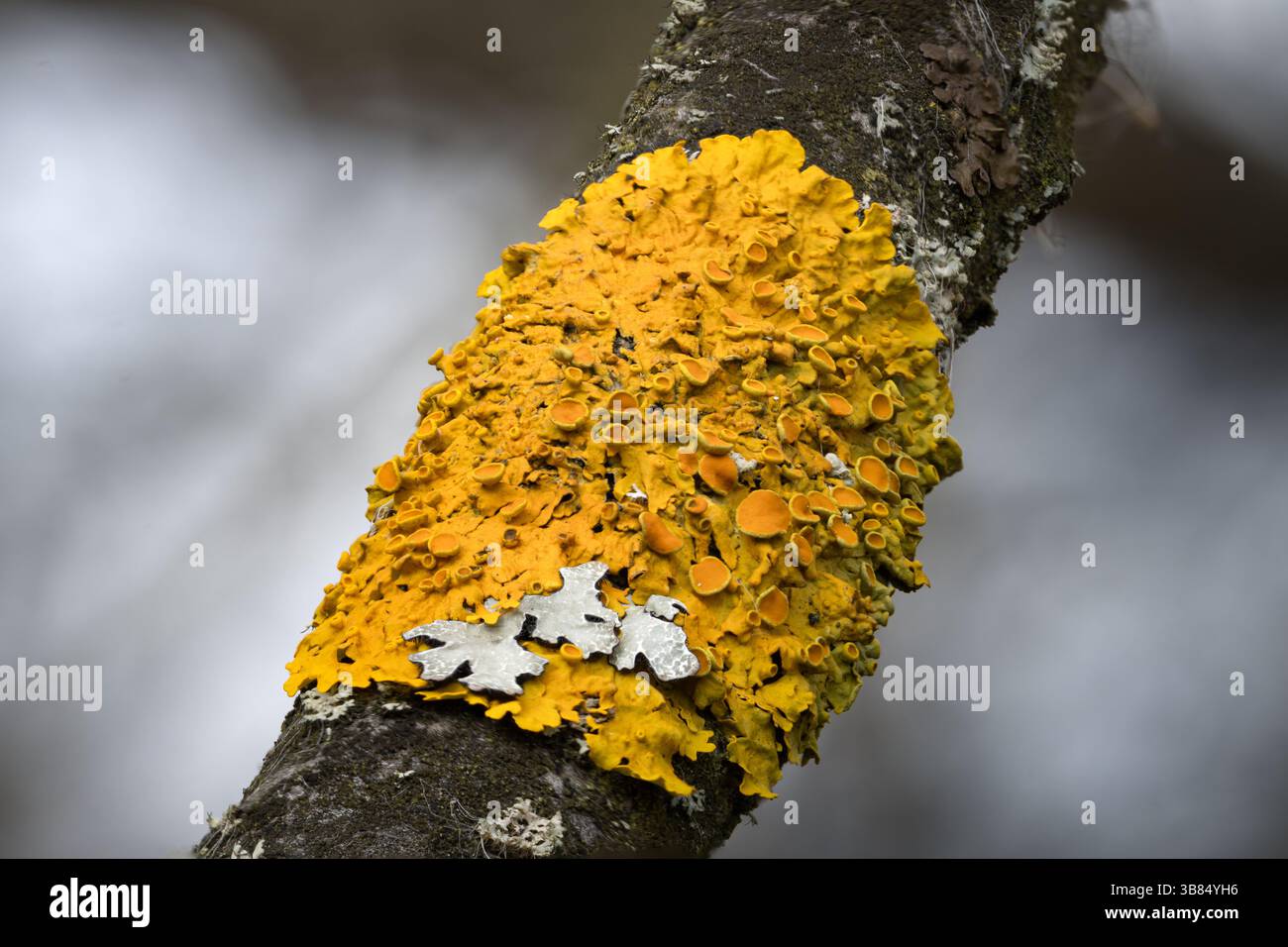 Une macro photographie de lichen avec une structure délicate et irrégulière, montrant sa croissance complexe sur une surface naturelle. L'arrière-plan légèrement flou Banque D'Images