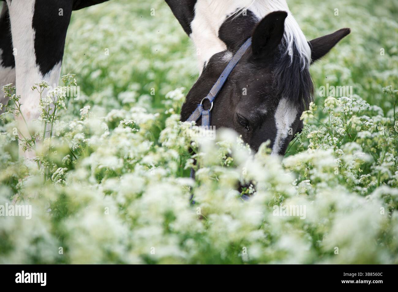Portrait de cheval piébald noir-blanc qui broutage sur un pâturage en fleurs. gros plan Banque D'Images