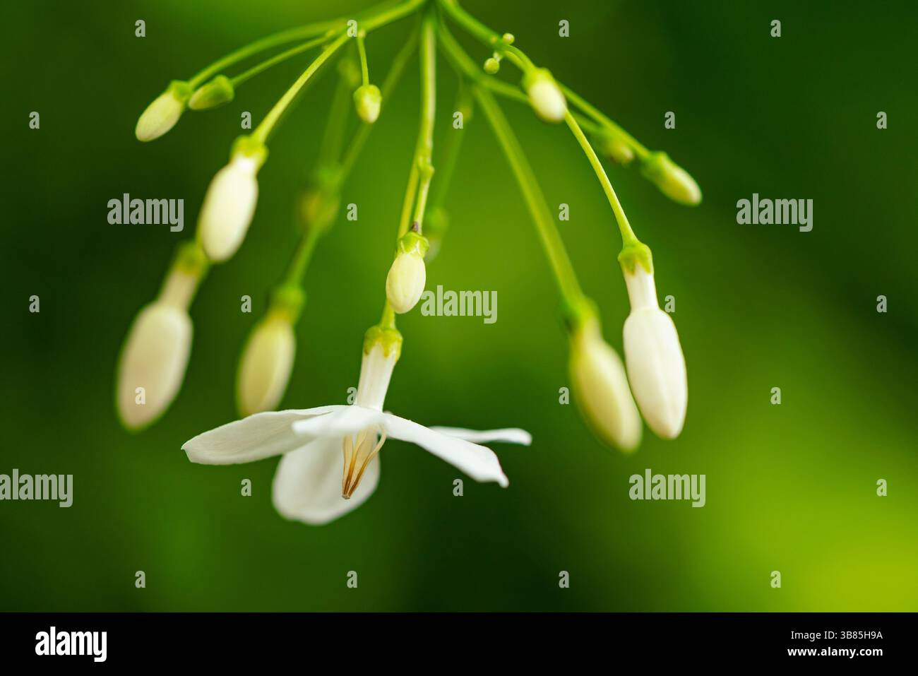 Fleurs de jasmin d'eau blanche florissantes ou Wrightia religiosa accrochées dans un arbre avec fond vert naturel. Banque D'Images