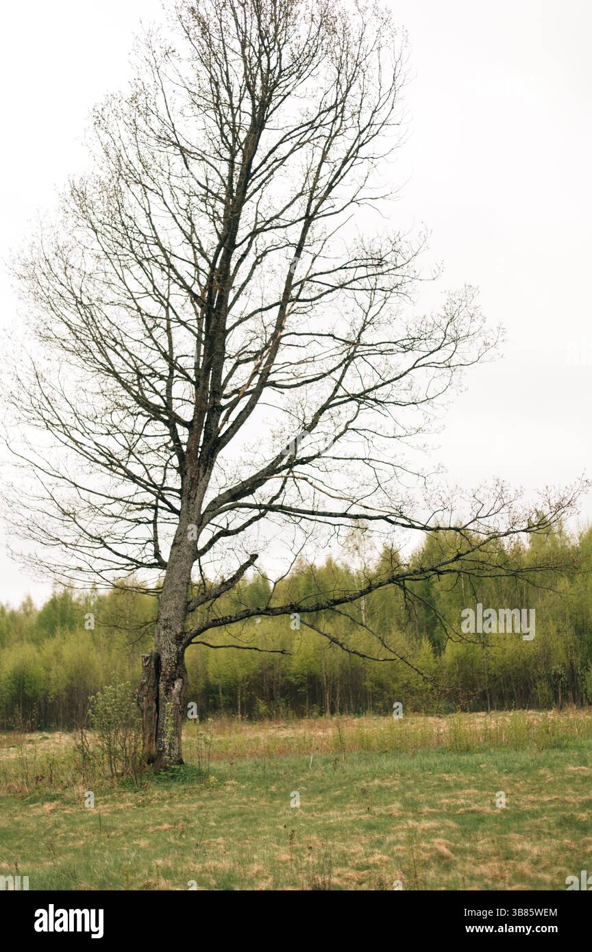 Chêne sans feuilles au printemps. Photo de haute qualité Banque D'Images