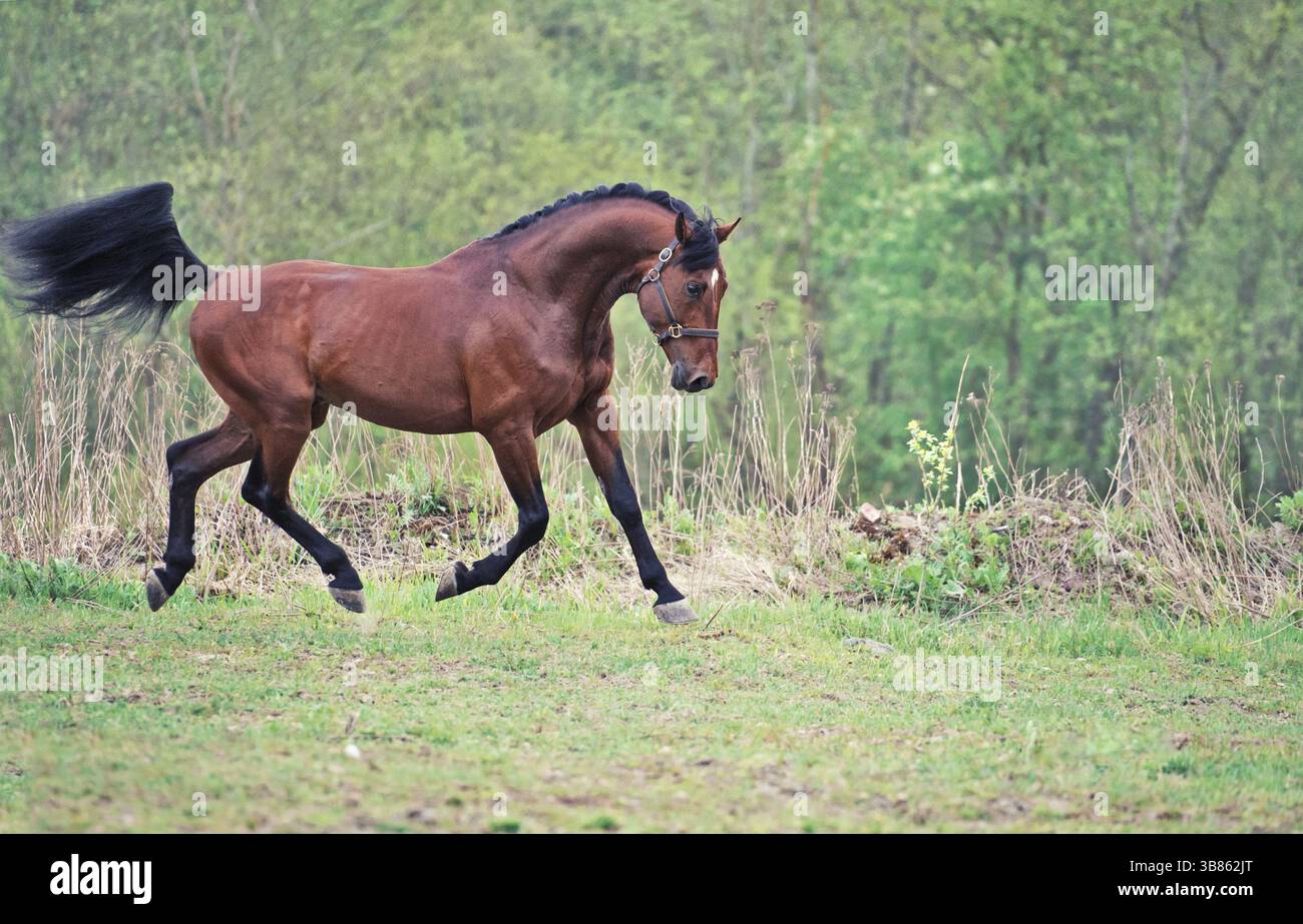 Cheval de baie courant. ressort Banque D'Images